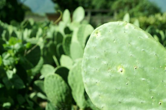 Museo Vivo de la Grana Cochinilla